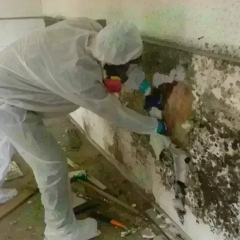 Mold Remediation and Removal in Larchmont, NY